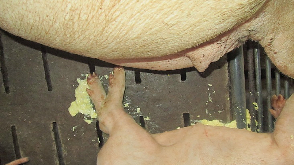 Dịch bệnh tiêu chảy cấp trên lợn con và cách phòng trị