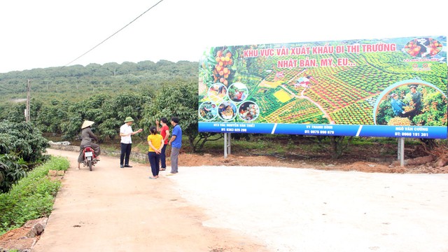 Bắc Giang: Thêm 12 mã số vùng trồng vải thiều xuất khẩu