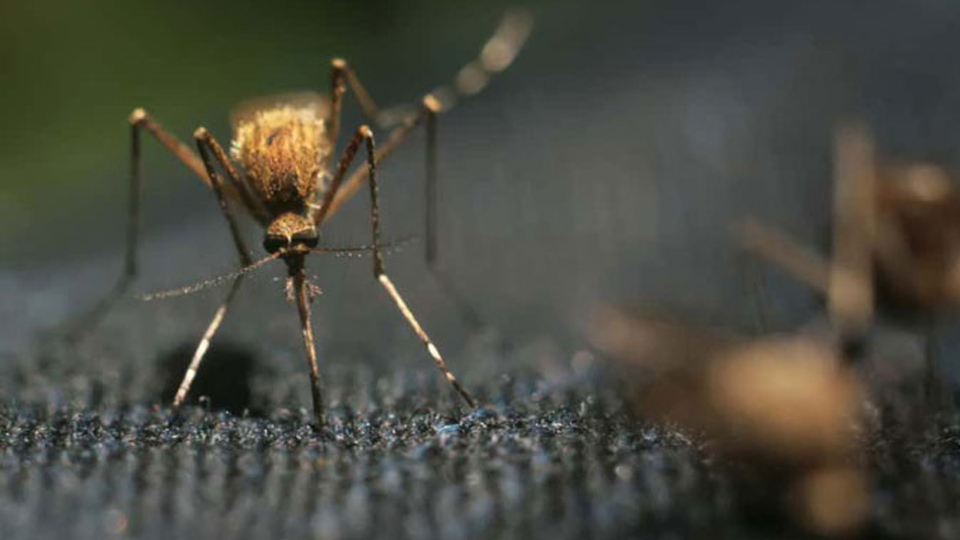 Vòi của muỗi có thể đâm xuyên qua nhiều loại vải. (Ảnh: Borkin Vadim).

