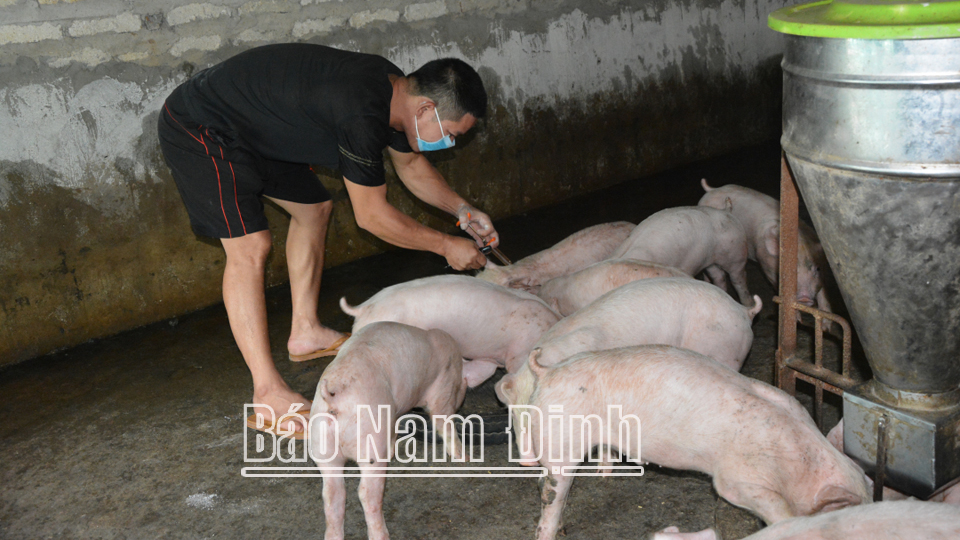 Anh Nguyễn Văn Tuấn ở xã Minh Tân (Vụ Bản) đã tự tiêm phòng cho đàn lợn theo sự hướng dẫn của cán bộ thú y xã.

