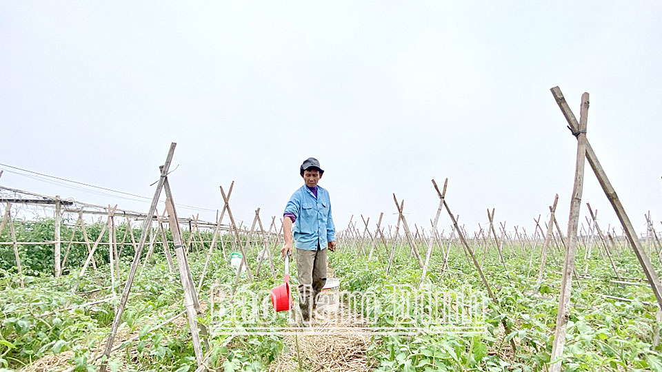 Vùng trồng cà chua hàng hóa theo tiêu chuẩn VietGAP của xã Nghĩa Thành.