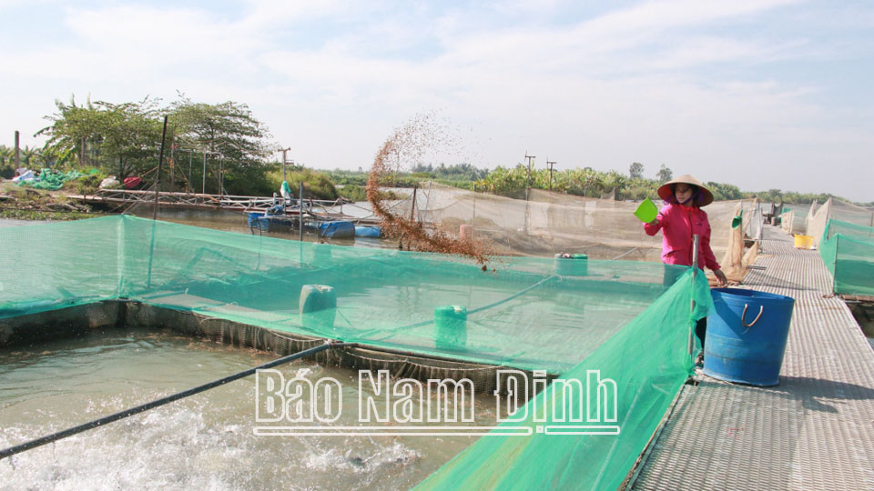 Mô hình nuôi cá lồng của ông Nguyễn Văn Tung, hội viên nông dân xã Xuân Châu cho thu nhập hàng trăm triệu đồng/năm.