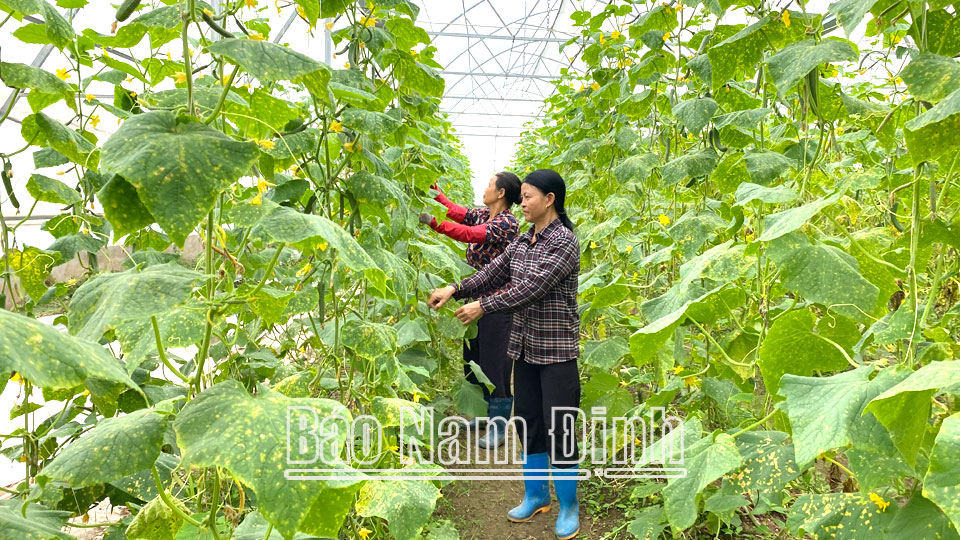 Dự án “Xây dựng mô hình sản xuất một số loại rau, quả chất lượng cao ứng dụng công nghệ cao tại tỉnh Nam Định” của Công ty Cổ phần Sản xuất và Đầu tư nông nghiệp công nghệ cao Thần Nông tại xã Đại Thắng (Vụ Bản).
