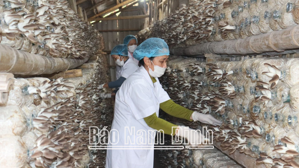 Kiểm tra chất lượng nấm bào ngư, sản phẩm đạt tiêu chuẩn OCOP 3 sao tại hợp tác xã dịch vụ Linh Phát, xã Hải Chính.