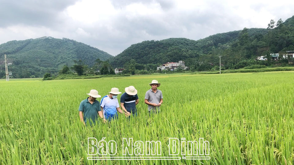 Cán bộ Chi cục Trồng trọt và Bảo vệ thực vật (Sở Nông nghiệp và Phát triển nông thôn) kiểm tra chất lượng lúa tại vùng trồng lúa chất lượng cao xã Tam Thanh (Vụ Bản).