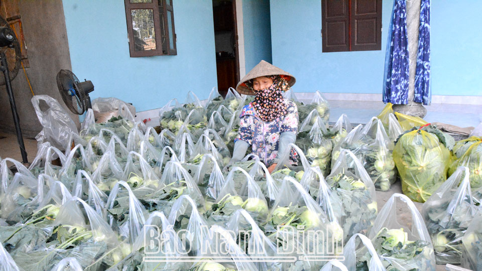 Đóng gói nông sản vụ đông tại HTX Nông nghiệp Yên Dương (Ý Yên).