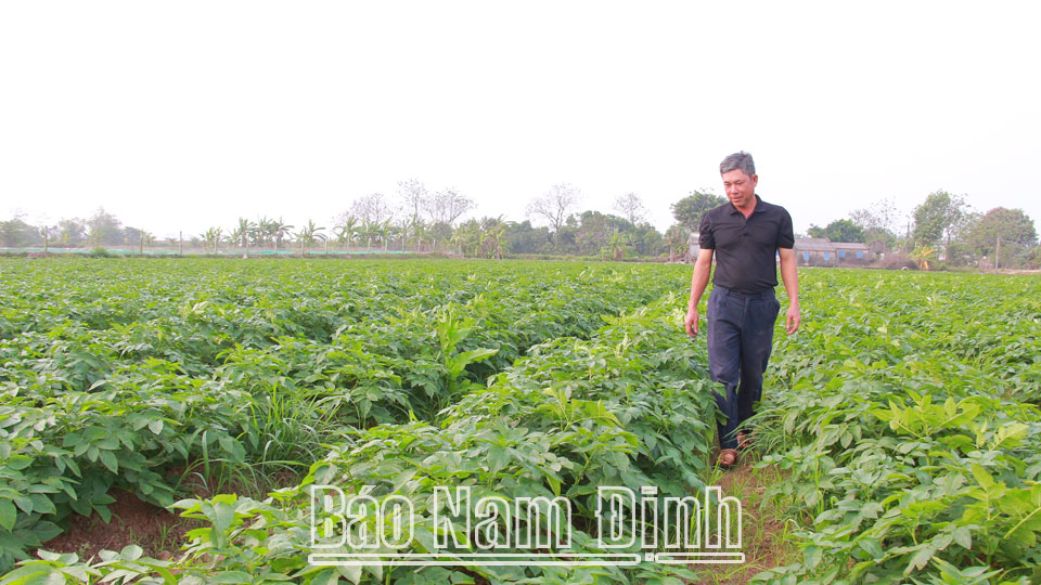 Ông Trịnh Văn Diện, giáo xứ An Lãng, xã Trực Chính phát triển mô hình trồng khoai tây cho thu nhập cao.