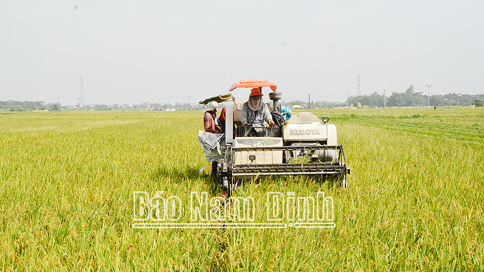 Nông dân xã Giao Thịnh (Giao Thủy) thu hoạch lúa mùa 2022.