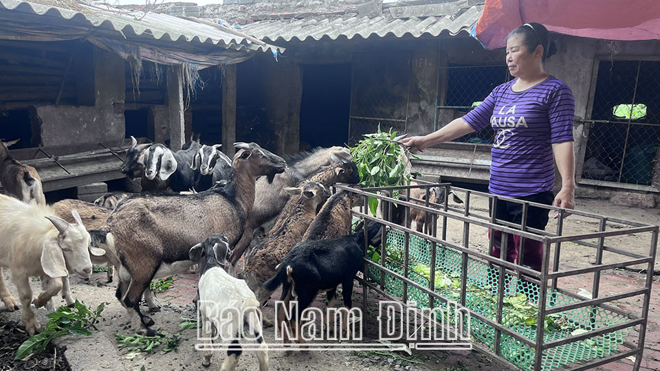 Chăn nuôi dê đang được người dân xã Trực Tuấn (Trực Ninh) quan tâm lựa chọn vì dê ít bị bệnh.