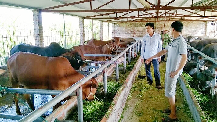 Chăm sóc trâu bò trong mùa nắng nóng