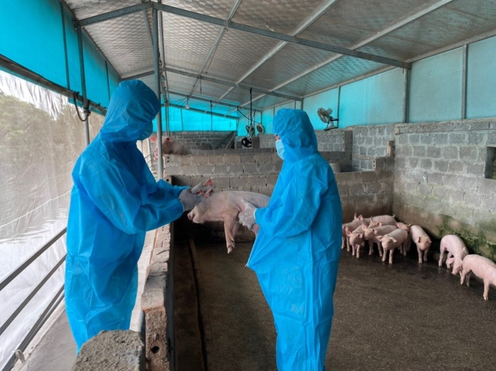 Tập trung chỉ đạo phòng, chống bệnh dịch tả lợn châu Phi