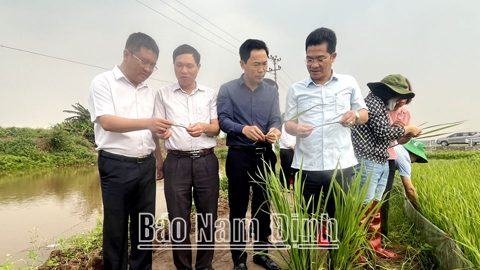 Đồng chí Trần Anh Dũng, Ủy viên Ban TVTU, Phó Chủ tịch Thường trực UBND tỉnh kiểm tra tình hình sâu bệnh trên lúa xuân tại xã Giao Thịnh (Giao Thủy). 