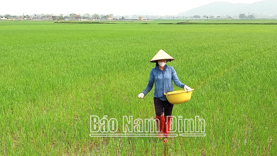 Học tập và làm theo tư tưởng, đạo đức, phong cách Hồ Chí Minh: Nông dân xã Yên Lương làm theo Bác