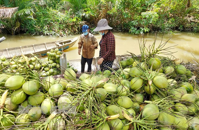 Bến Tre: Hình thành các chuỗi giá trị sản phẩm nông nghiệp chủ lực