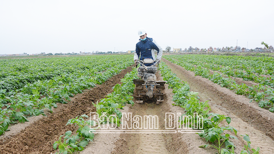 Mô hình liên kết sản xuất, tiêu thụ sản phẩm khoai tây tại HTX dịch vụ nông nghiệp Nam Hùng, xã Nam Hùng (Nam Trực).