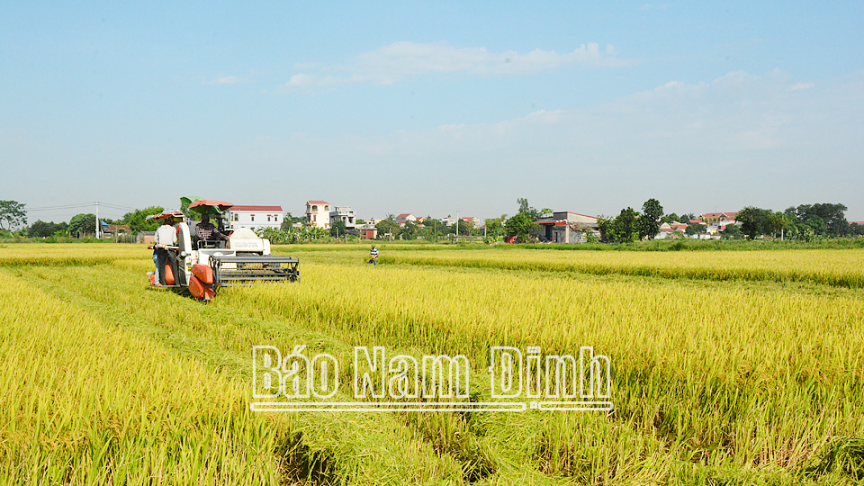 Hiện nay, các địa phương đang tập trung thúc đẩy chuỗi liên kết sản xuất lúa, gạo chất lượng cao, góp phần tăng thu nhập cho người dân.