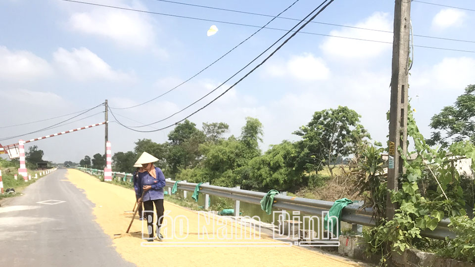 Người dân phơi thóc trên tuyến đường liên xã qua địa phận xã Tân Khánh (Vụ Bản)
