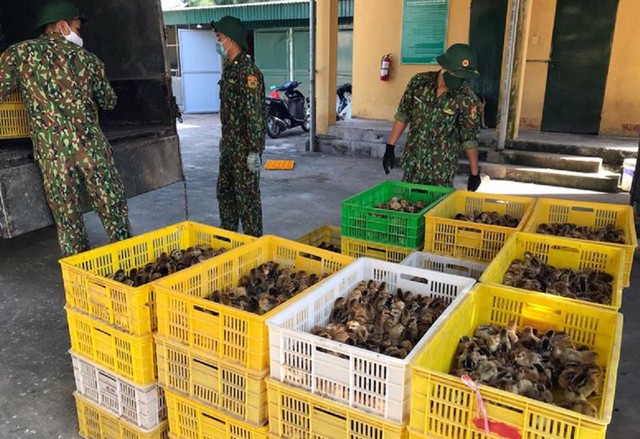 Ngăn chặn, xử lý buôn bán, vận chuyển trái phép gia cầm, sản phẩm gia cầm qua biên giới vào Việt Nam