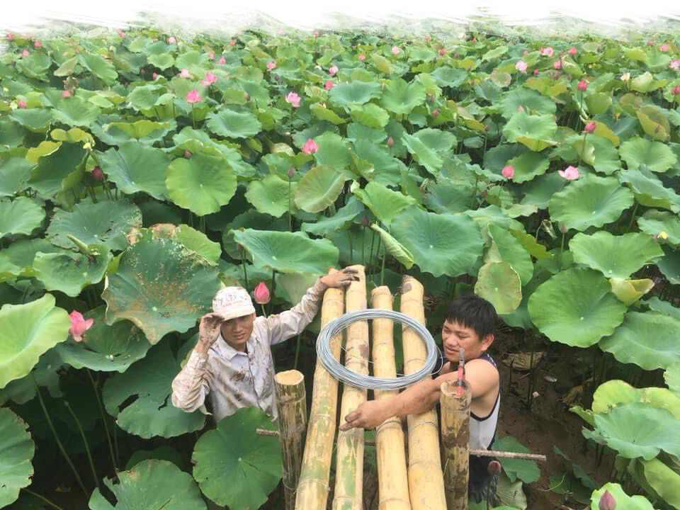 Đầm sen Tam Đa Quận 9 – Cảnh đẹp “hút hồn” tại Sài Thành (2022) -  ALONGWALKER