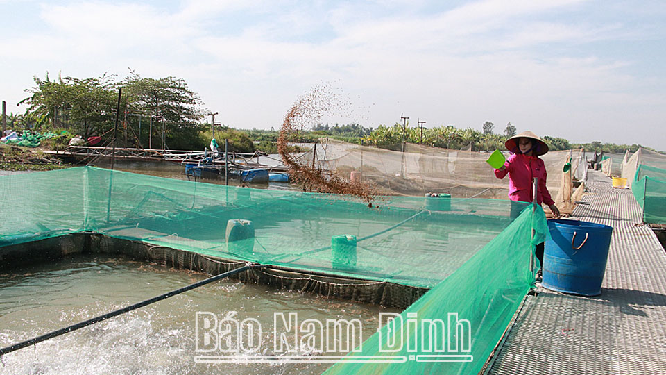 Mô hình nuôi cá lồng của hội viên nông dân xã Xuân Châu (Xuân Trường).
Bài và ảnh: Lam Hồng