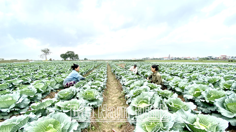 Vùng trồng rau đạt tiêu chuẩn VietGAP ở xã Yên Dương.