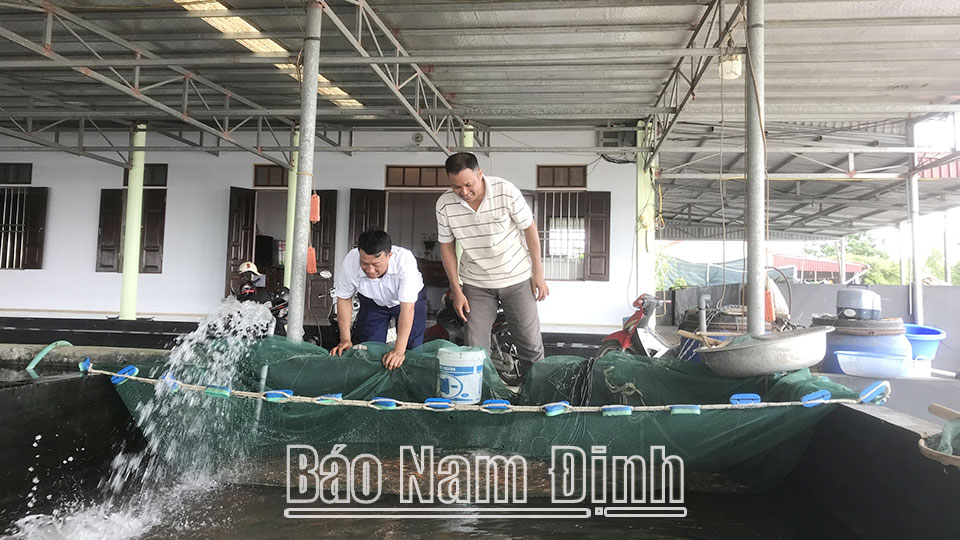 Ông Phạm Đức Thuần, xã Tân Khánh phát triển mô hình nuôi cá Koi mang lại hiệu quả kinh tế cao.