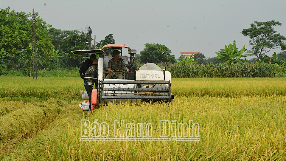 Nông dân xã Mỹ Thành (Mỹ Lộc) thu hoạch lúa xuân sớm. 
