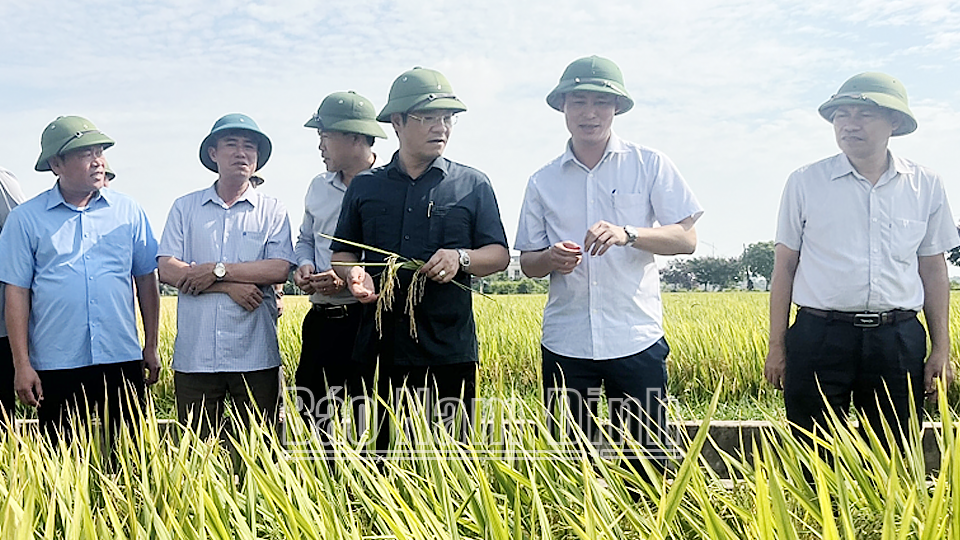 Đồng chí Trần Anh Dũng, Ủy viên Ban TVTU, Phó Chủ tịch Thường trực UBND tỉnh kiểm tra lúa xuân tại xã Hải Thanh (Hải Hậu). 
