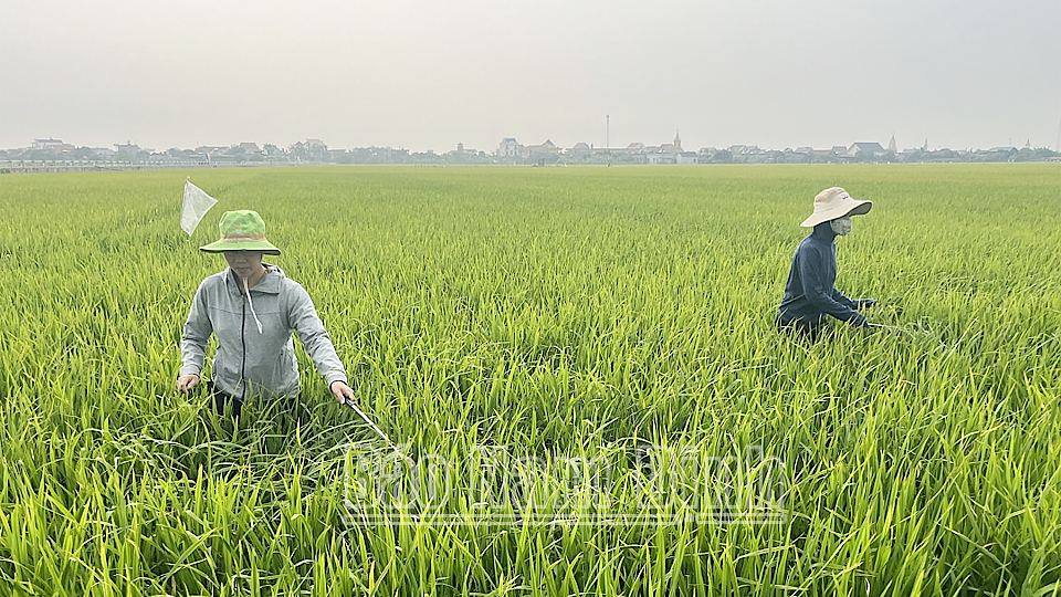 Cán bộ Trung tâm Dịch vụ nông nghiệp huyện Nam Trực kiểm tra chất lượng lúa giống khảo nghiệm TBR87 trong vụ xuân 2024 tại HTX Nam Cường. 

