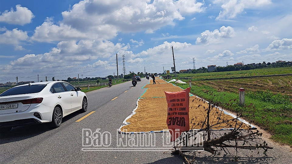 Người dân phơi thóc trên đường tỉnh 488B, đoạn chạy qua địa bàn xã Trung Đông (Trực Ninh).
