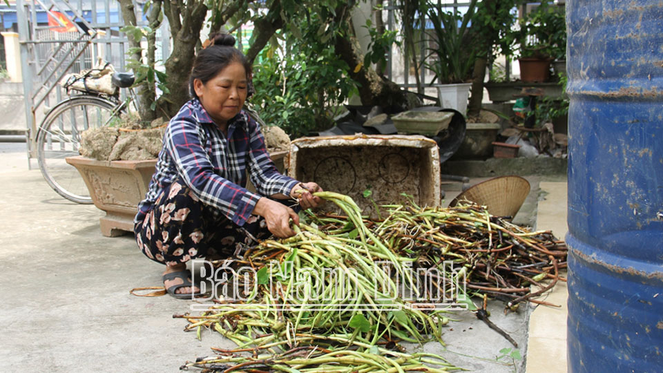 Bà Trần Thị Thơm, xóm 1, Mỹ Hà chuẩn bị ngó khoai cung ứng ra thị trường. 