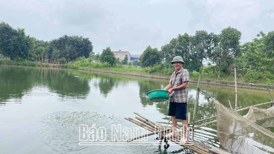 Mô hình nuôi cá nước ngọt truyền thống của hộ ông Nguyễn Thanh Bình, thị trấn Cổ Lễ cho hiệu quả thu nhập cao.