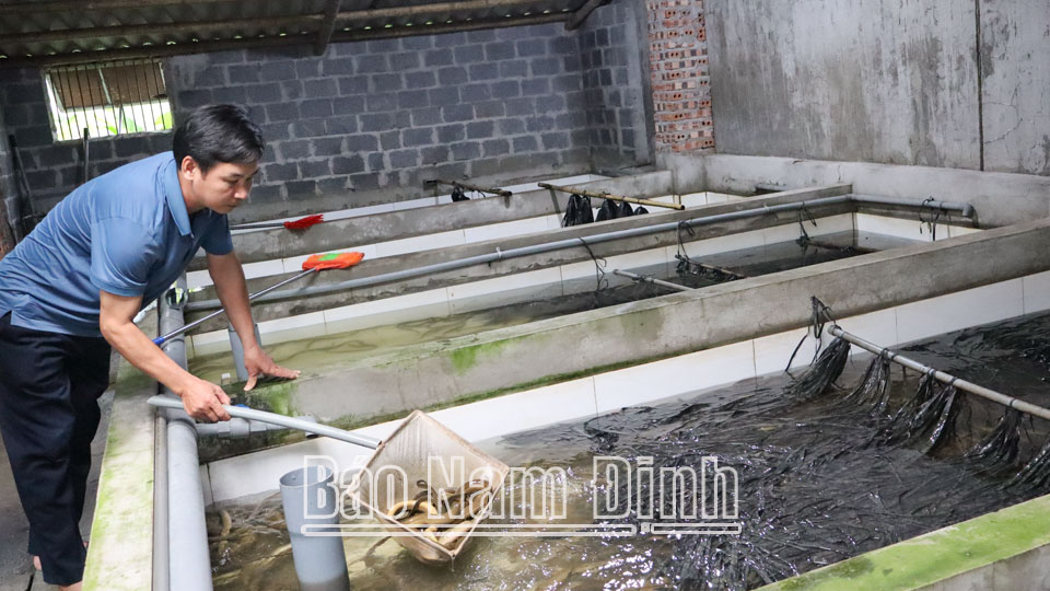 Hội viên nông dân Vũ Văn Phụng, xóm Mỹ Đức kiểm tra chất lượng lươn trước khi xuất bán.