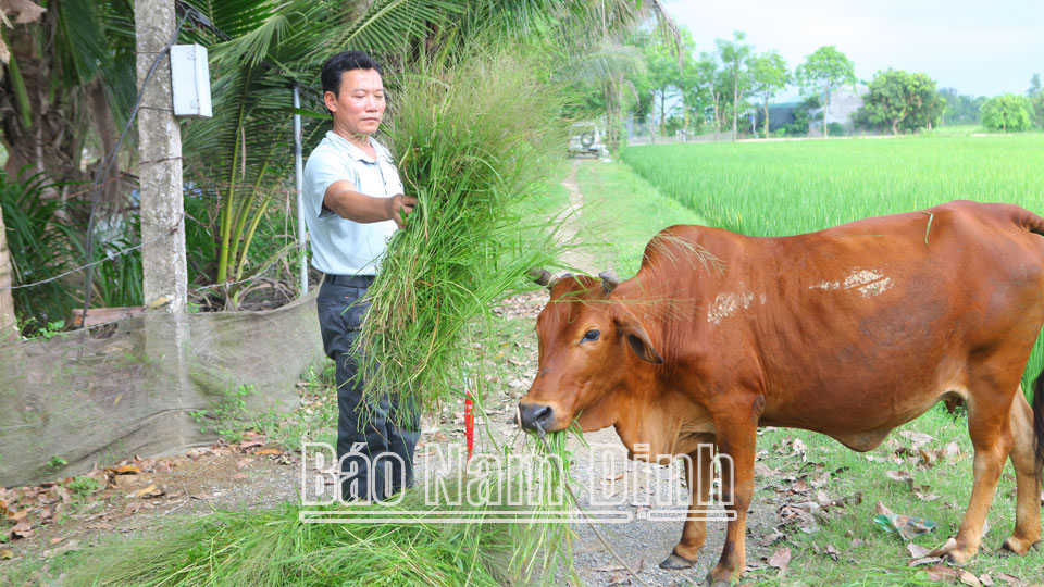 Từ nguồn vốn vay của Ngân hàng Chính sách xã hội, ông Lê Văn Thường, xã Yên Thành (Ý Yên) đã phát triển hiệu quả mô hình chăn nuôi bò sinh sản, nâng cao thu nhập.