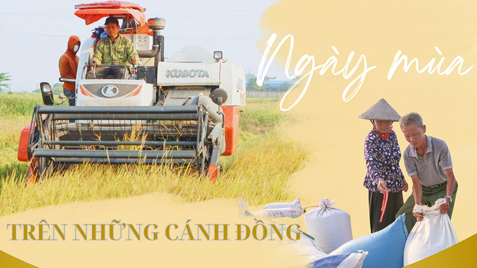 Ngày mùa trên những cánh đồng