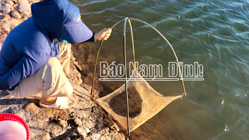 Ứng dụng mô hình nuôi cá bớp trên biển đầu tiên tại Quảng Bình  Kinh doanh   Vietnam VietnamPlus