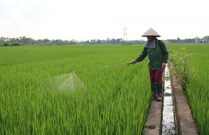 Phòng trừ bệnh lùn sọc đen hại lúa vụ Hè Thu