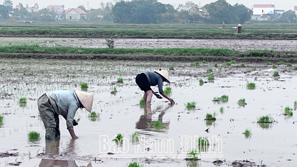 Nông dân xã Trung Thành (Vụ Bản) gieo cấy lúa mùa năm 2023.