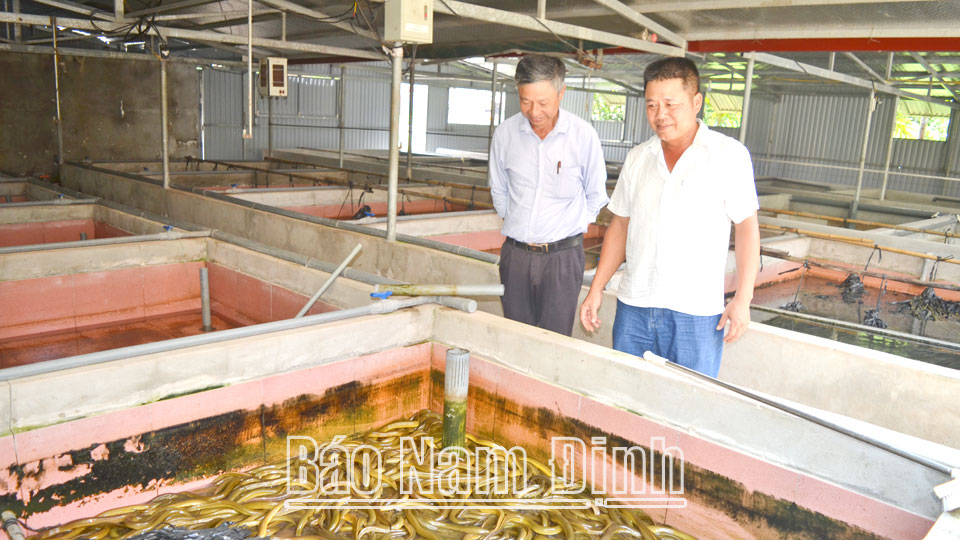 Mô hình nuôi lươn không bùn trong bể xi măng tại gia đình anh Phạm Thế Thành ở xóm Ninh Giang, xã Hải Giang.