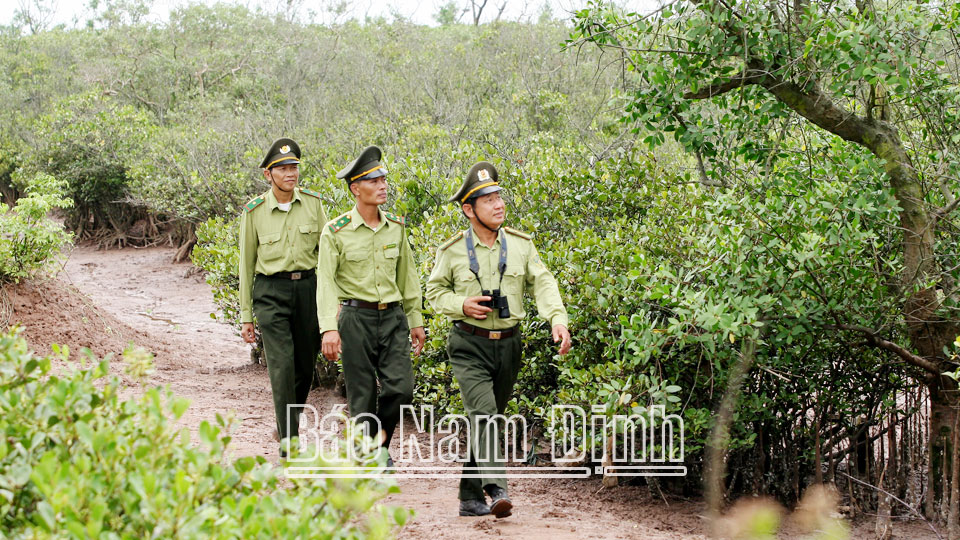 Cán bộ Chi cục Kiểm lâm Nam Định tuần tra, kiểm soát rừng ngập mặn khu vực Vườn quốc gia Xuân Thủy. 