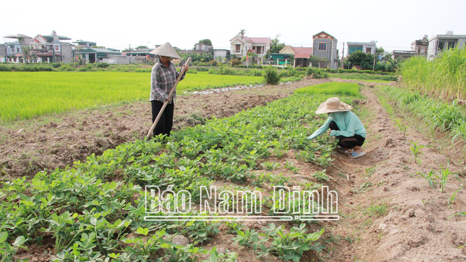 Hội Nông dân xã Yên Cường
tham gia xây dựng nông thôn mới kiểu mẫu