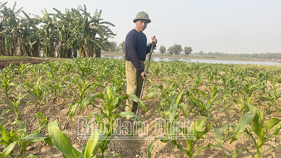 Toàn tỉnh gieo trồng được trên 7,2 nghìn ha cây màu hè thu