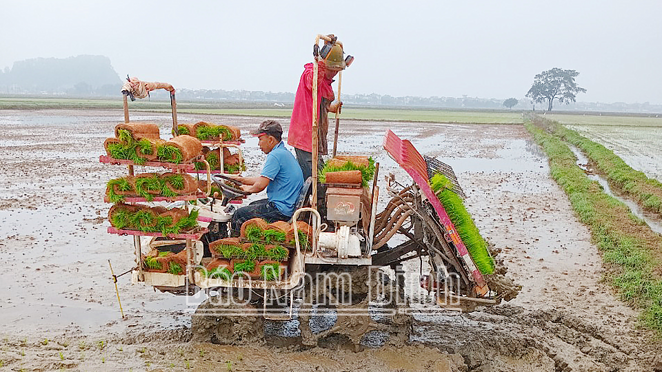 Toàn tỉnh gieo cấy được trên 51% tổng diện tích lúa mùa