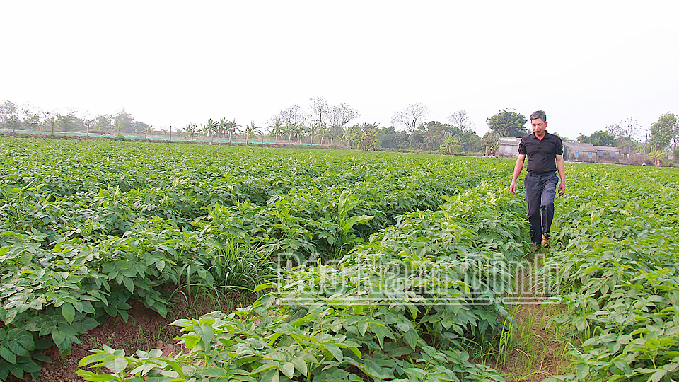 Mô hình trồng khoai tây theo tiêu chuẩn VietGAP của Hợp tác xã Nông nghiệp Minh Diện, xã Trực Chính.