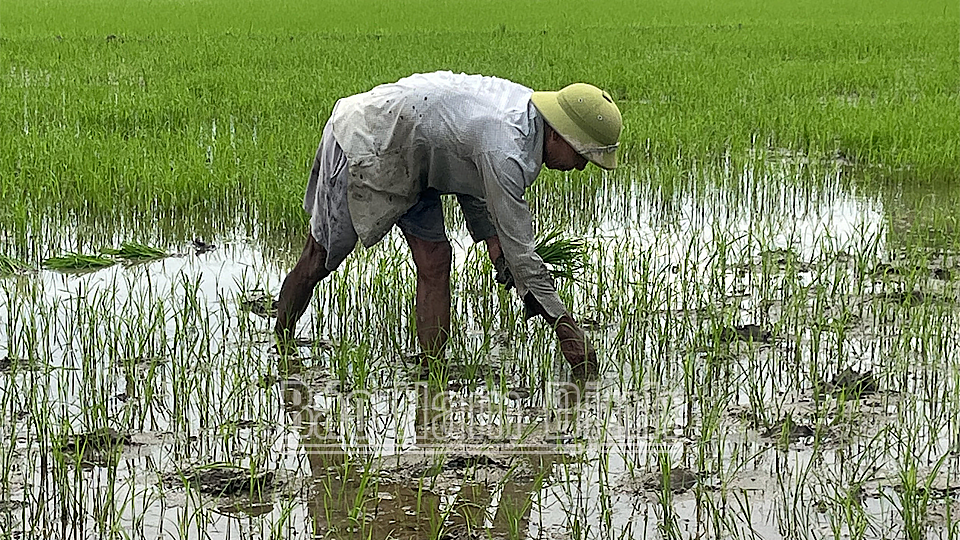 Nông dân xã Đại An (Vụ Bản) cấy dặm diện tích lúa chết, cây yếu để bảo đảm mật độ lúa mùa. 
