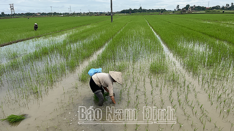 Tranh thủ trời không mưa, nước rút, nông dân xã Trung Thành (Vụ Bản) đã ra đồng cáy dặm những diện tích lúa bị ngập không còn khả năng phục hồi để bảo đảm mật độ lúa mùa. 
