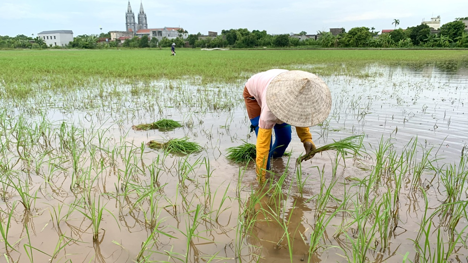 Tập trung khắc phục, gieo cấy lại diện tích bị ngập úng và bảo vệ, chăm sóc lúa mùa 2024