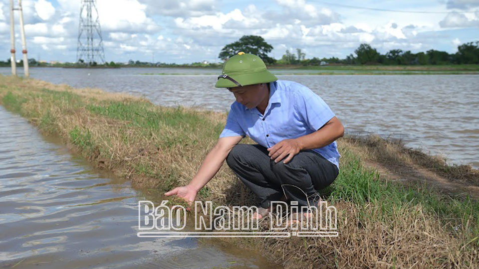 Cán bộ Ban Nông nghiệp xã Hợp Hưng (Vụ Bản) kiểm tra lúa cấy sau khi bị ngập nhiều ngày. 