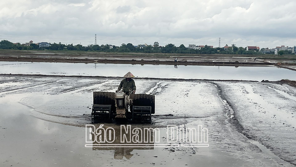 Ngay sau khi nước rút, chiều ngày 24/7, nông dân xã Mỹ Thành (Mỹ Lộc) đã tiến hành làm đất ruộng lúa chết để gieo cấy lại lúa mùa trong khung thời cho phép. 