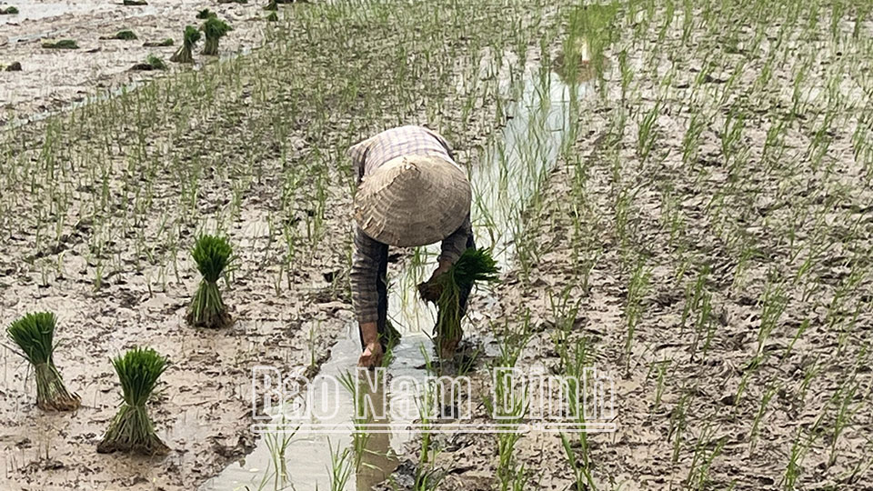 Nông dân xã Thành Lợi ( Vụ Bản) cấy bổ sung những diện tích ruộng lúa bị chết, quyết tâm không để ruộng hoang.